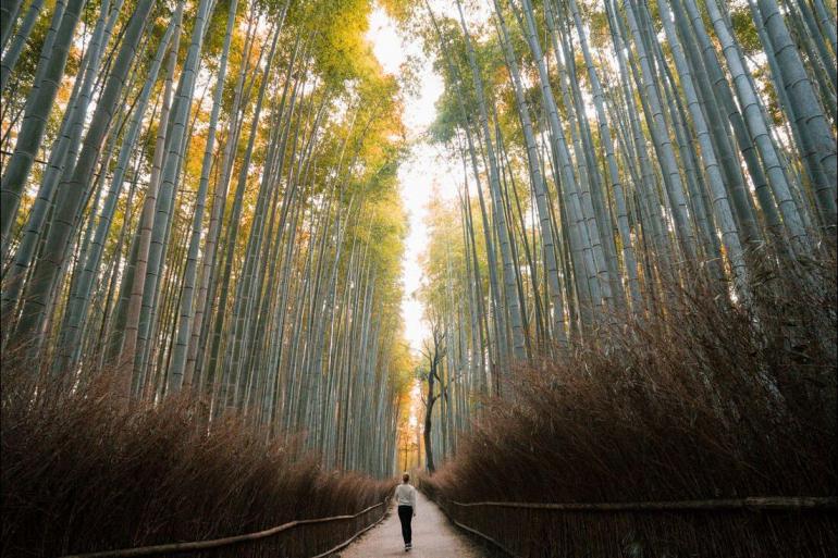 Kyoto Tokyo Japan: Land of the Rising Sun Trip