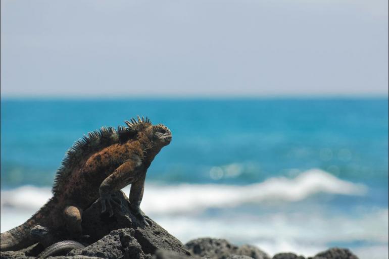 Nature & Wildlife Sailing Galapagos at a Glance: Southern Islands (Grand Daphne) package