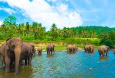 Sri Lanka Family Holiday tour