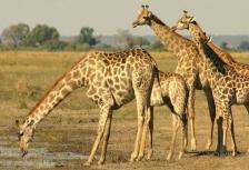 Affordable Botswana tour