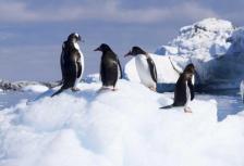Antarctic Peninsula, Falkland Islands & South Georgia tour