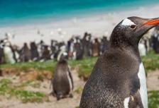 Christmas & New Year in Antarctica, South Georgia & Falklands tour