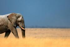 Cape Town to Vic Falls tour