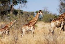 Vic Falls to Kruger tour