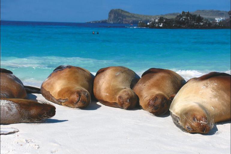 Cultural Wildlife viewing Galapagos Discovery package