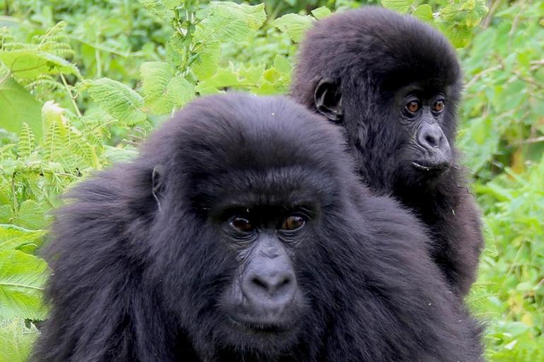 Mountain Gorillas of Rwanda tour