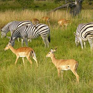 South African Sojourn with Chobe National Park tour