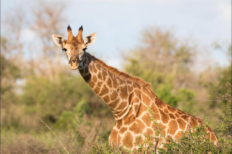 Cape Town Kruger National Park South Africa's Kruger & Cape Town: Hike, Bike & Kayak Trip