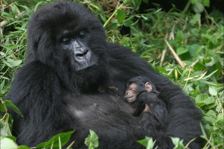 Kigali Nairobi Gorillas & East Africa Safari Trip