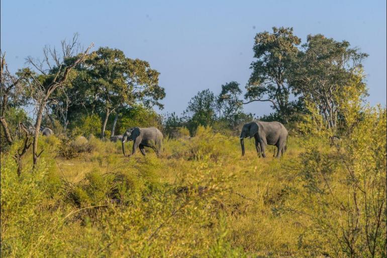 National Parks Wildlife viewing Okavango & Beyond package