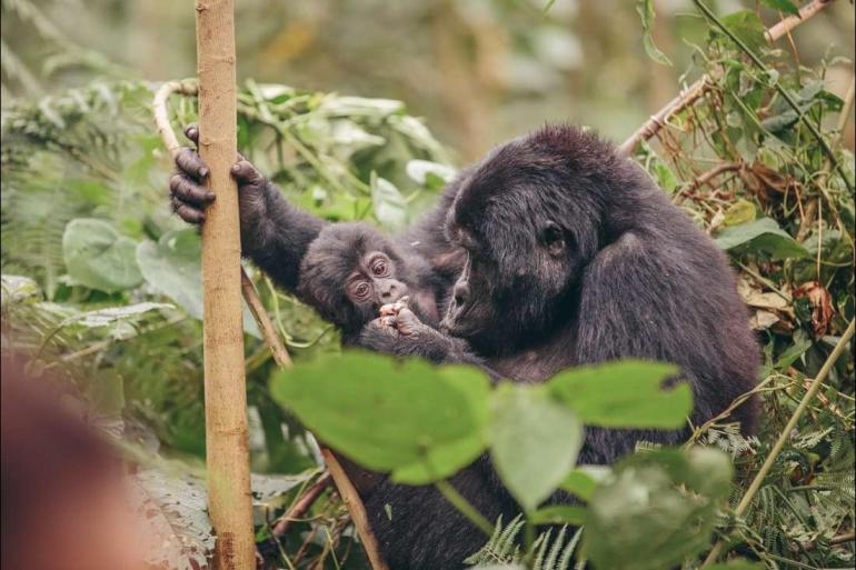 Kampala Lake Malawi Vic Falls to Gorillas Trip