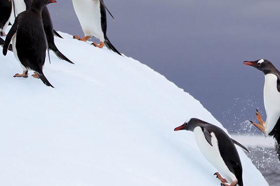 Antarctic Peninsula, Falkland Islands & South Georgia (Ocean Diamond) 2015 - 2017 tour