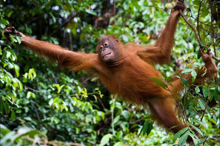 Nature & Wildlife Wildlife viewing Borneo Family Holiday package