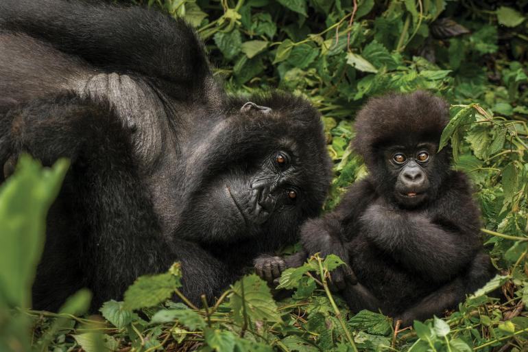 Mountain Gorilla Safari: Tanzania, Zanzibar & Rwanda 2024 tour