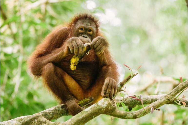 National Parks Wildlife viewing Classic Borneo package