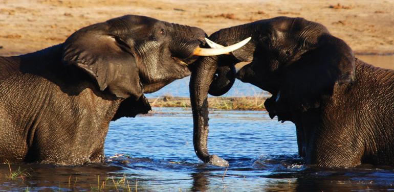 Botswana Photography Safari with Ben Mcrae tour