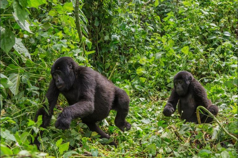 Nature & Wildlife Wildlife viewing Mountain Gorillas of Rwanda package