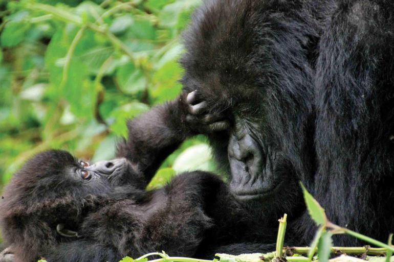 Mountain Gorilla Safari: Tanzania, Zanzibar & Rwanda 2020 tour