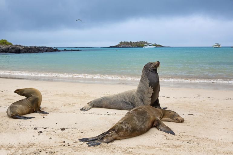Nature & Wildlife Sailing Galapagos Adventure: Northern Islands (Grand Daphne) package