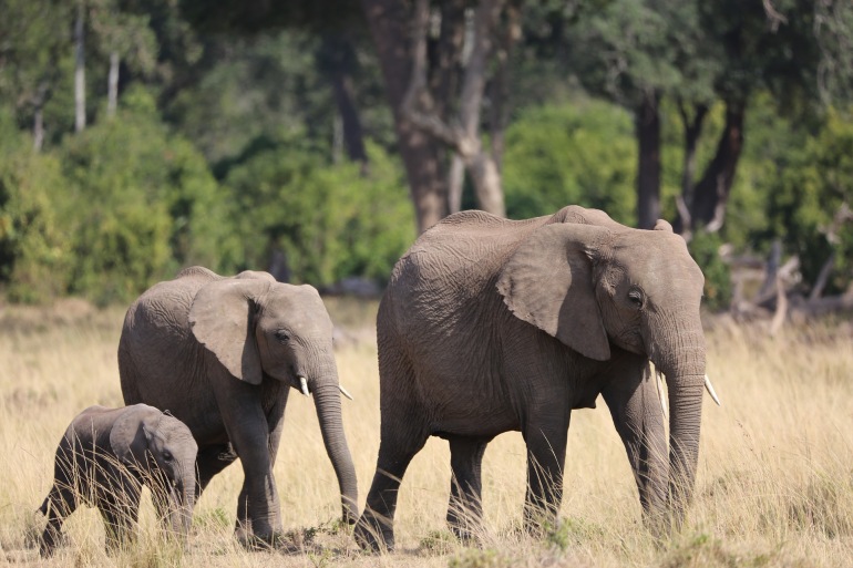Elephant-family-wildlife-safari-2850256