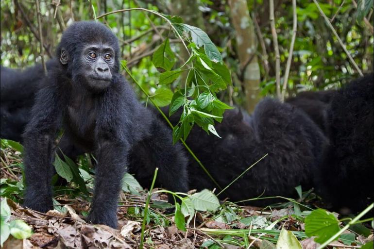 Cultural Relaxing Retreat Mountain Gorillas of Rwanda package