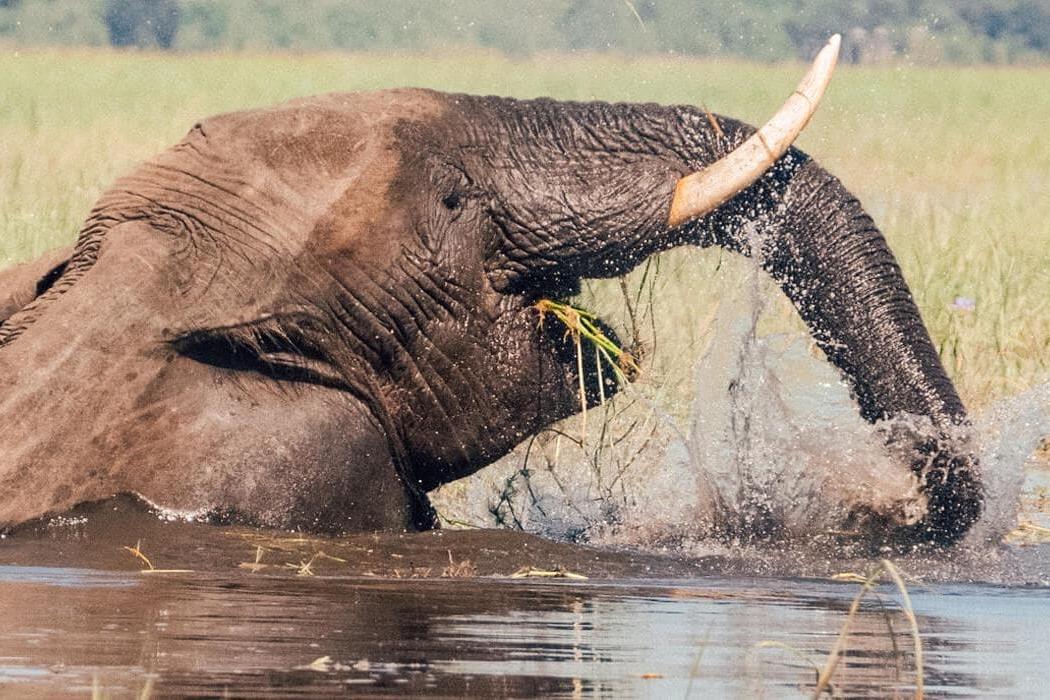 Wildlife Photo Safari In Botswana - Detour Mini Adventure(twin Room 