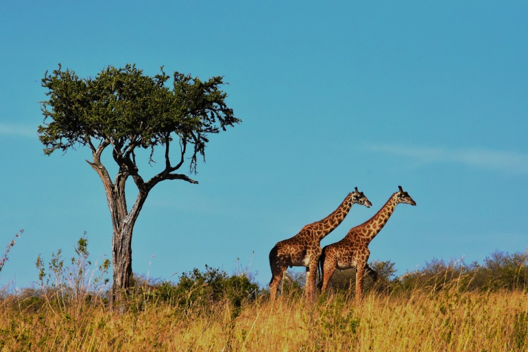 Fantastic natural wild animal wildlife view Serengeti-Tanzania-1536582_1920_processed