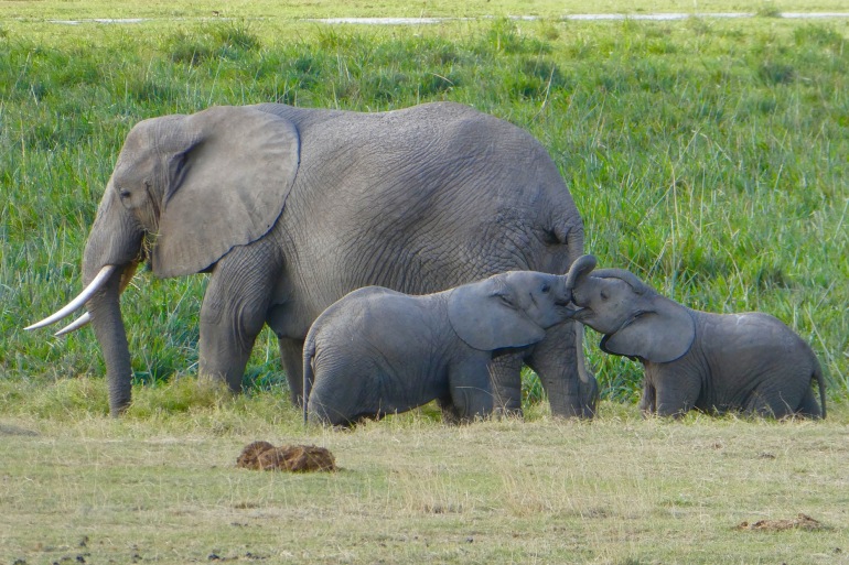 Kenya-elephant-amboseli-2242988