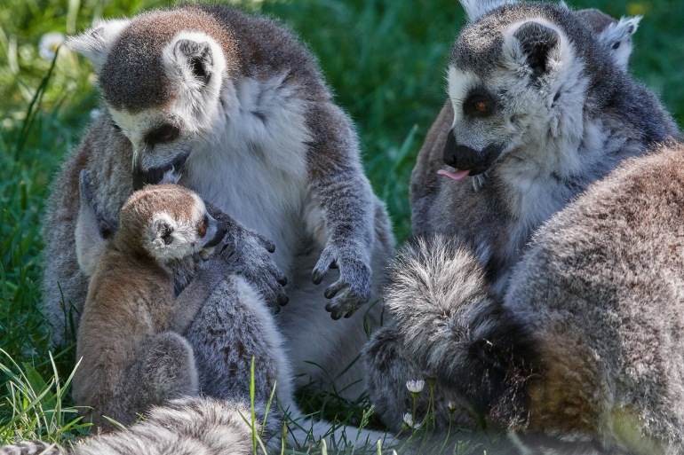 Lemurs at Madagascar, East Africa
