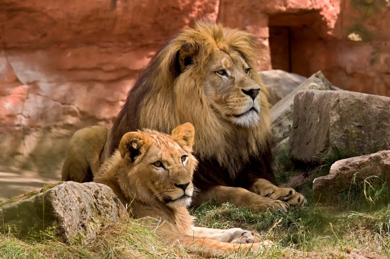 Lion-wildlife-predator-zoo-africa-825704