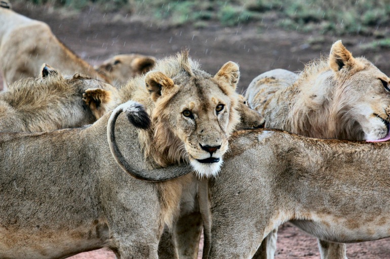 Family Tanzania Safari tour