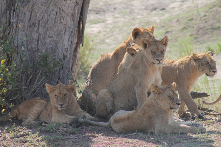 Lions at Tanzania, Africa