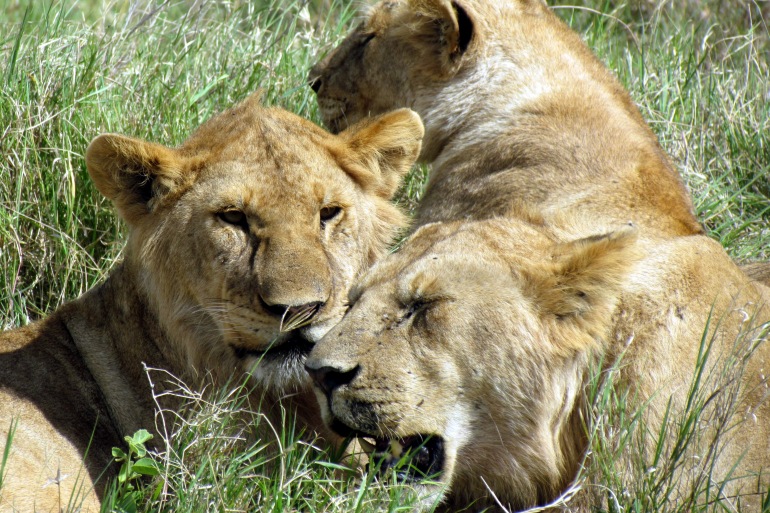 Arusha Dar es Salaam Tanzania Wildlife Safari Trip