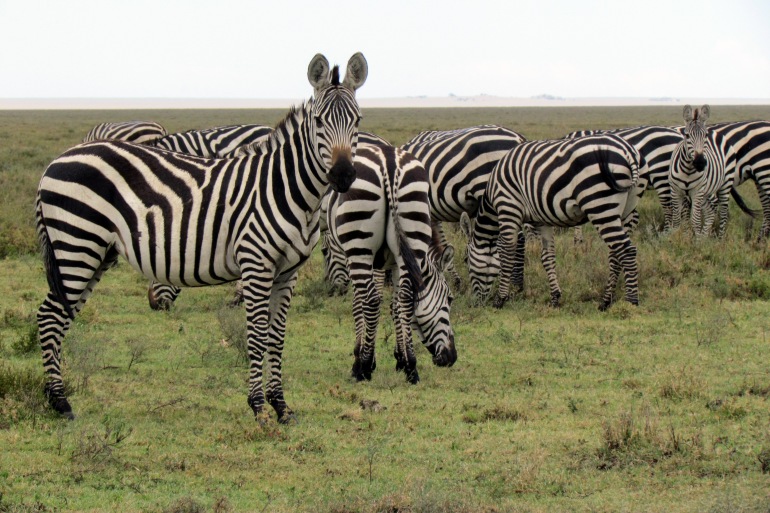 Tanzania Wildlife Safari tour