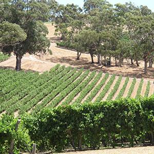 Wines of Australia & New Zealand with the Great Barrier Reef & Fiji tour
