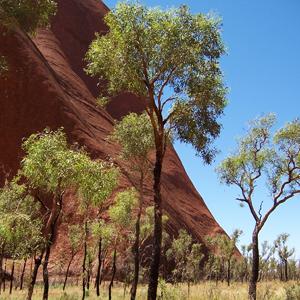 Down Under Discovery with Fiji tour
