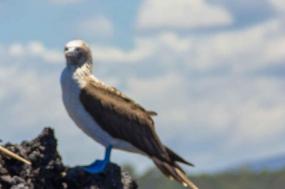 Galapagos Encounter: Central Islands (Grand Queen Beatriz)