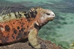 Galapagos Encounter: Southern Islands (Grand Queen Beatriz)