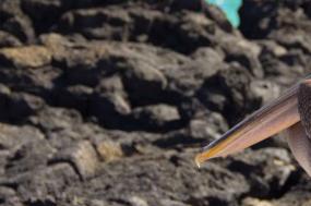 Treasures of the Galapagos: Western & Central Islands (Grand Queen Beatriz)