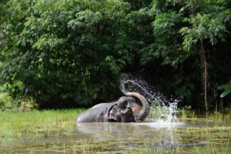 Thailand – Elephants & Islands Expedition