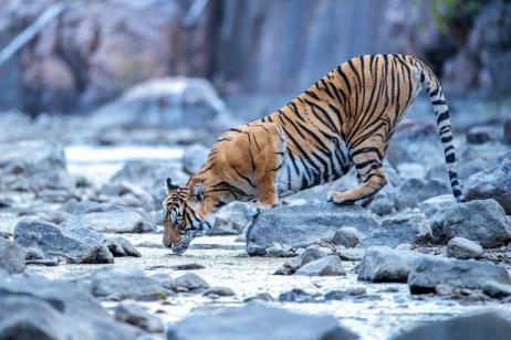 12 Days India Tiger Photography Tour