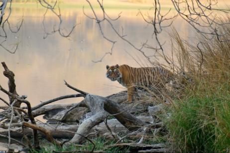 10 Days Rajasthan and Wildlife
