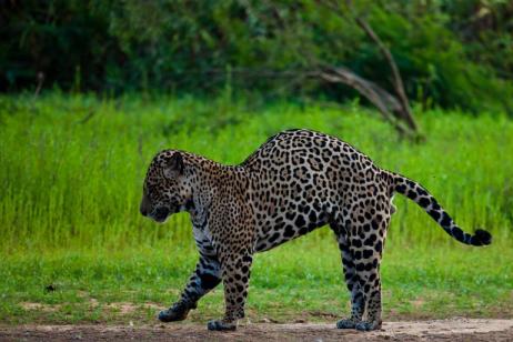Land of the Jaguar