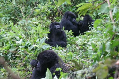 Gorillas of Rwanda tour