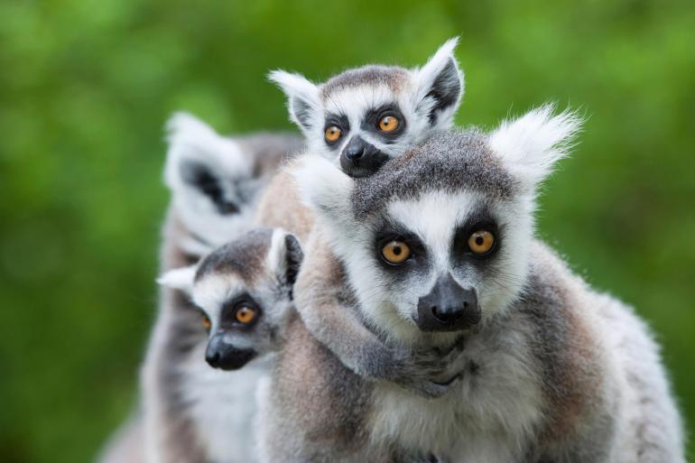 Nature & Wildlife Nature Madagascan Discoverer package