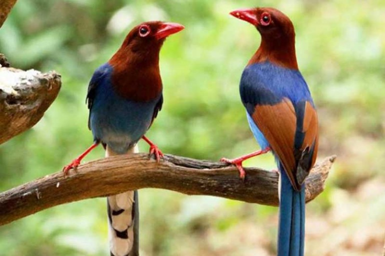 Nature Loving Forest Visits And Bird Watching By Pothigai Tours And Travels 0 Reviews Enjoy 10% off when you sign up. stride travel