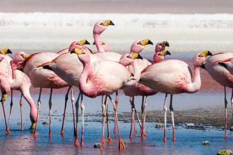 Explore Bolivia to Brazil