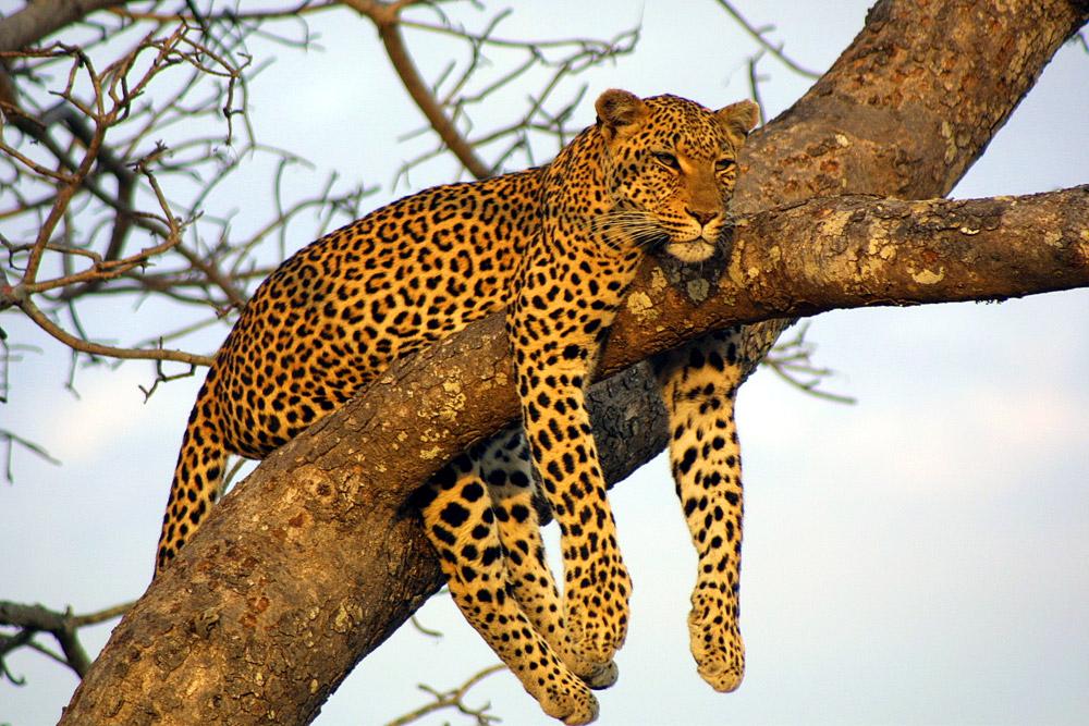 Arusha Kigali Serengeti & Silverbacks Trip