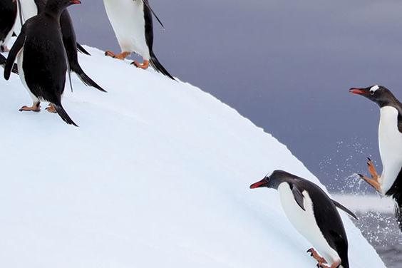 Antarctic Express: Fly the Drake (Sea Adventurer) 2016 - 2017 tour