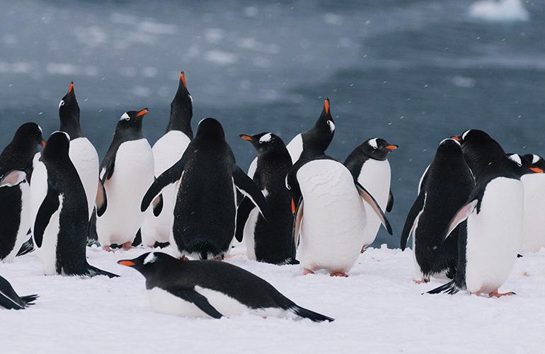 Best of Antarctica: Wildlife Explorer (Ocean Endeavour) tour